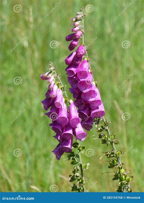 flourishing scurfpea|chiming foxglove.